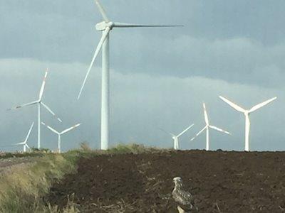 PURCHASE OF WIND FARMS